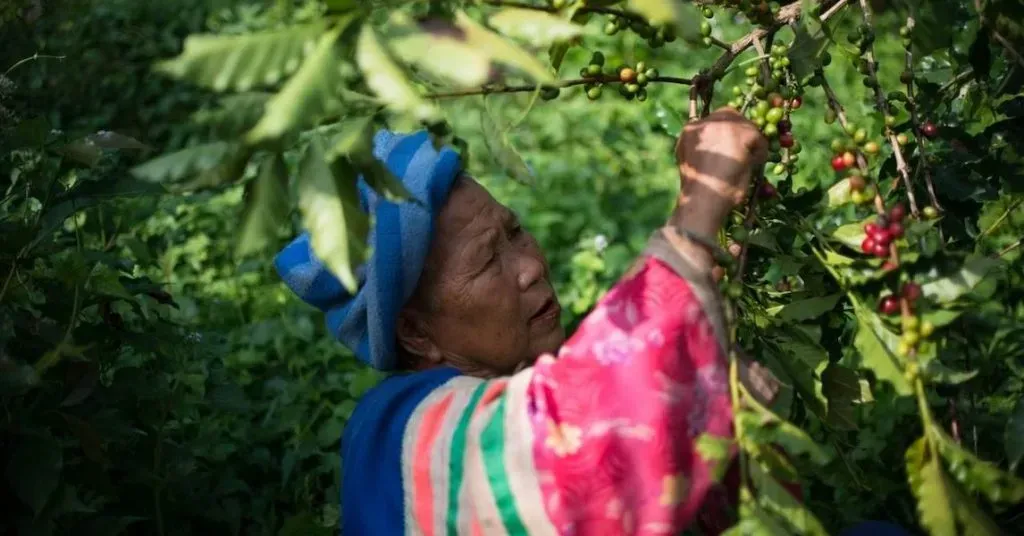 Coffee Plantation Tour