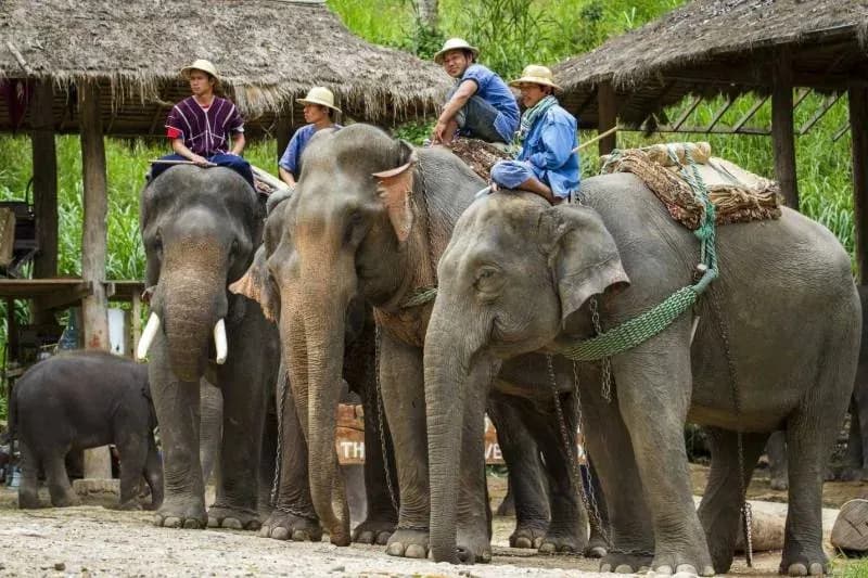 Elephant Sanctuary - Ethical Wildlife Experience experience in Chiang Mai Thailand with S Class Villa